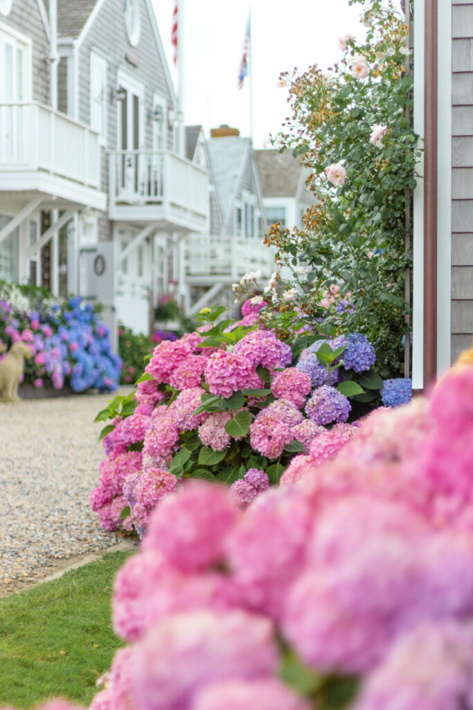 Nantucket in July Photo Gallery | Kristy & New England